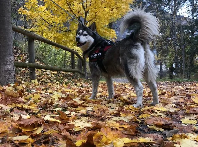 Netu - Kasasbenas 贝纳斯克